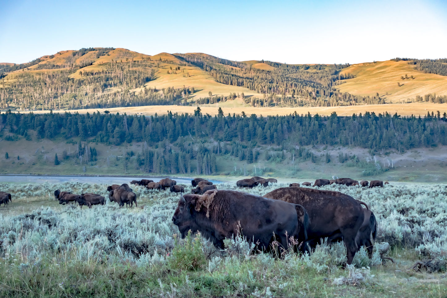 Wild Bison