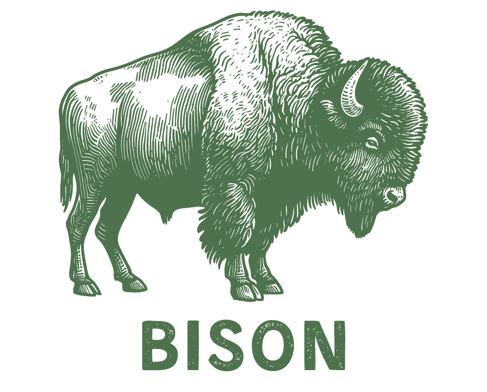 Wild Bison