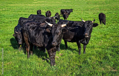 Pasture Raised, Grass Fed & Finished Wagyu Beef