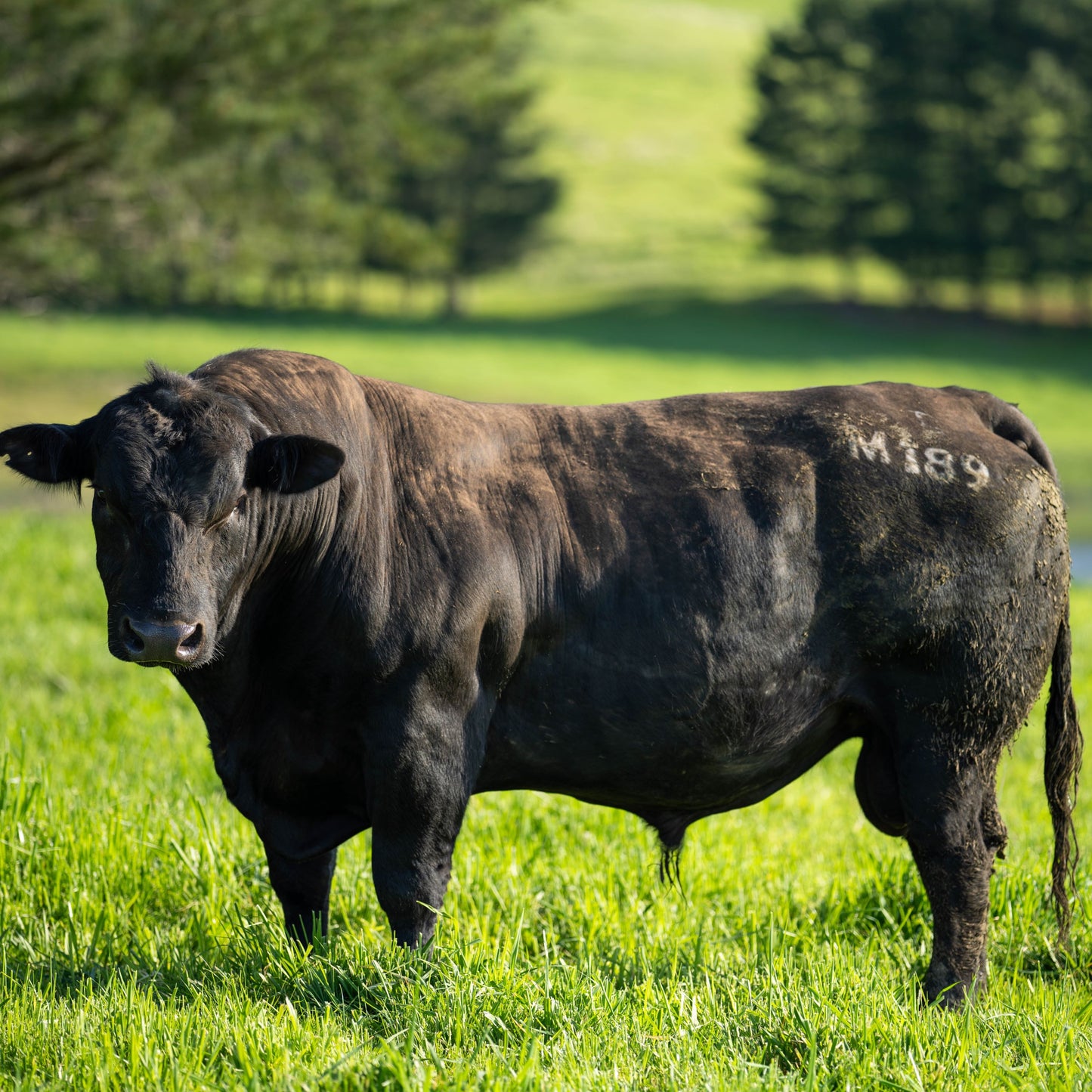 Pasture Raised, Grass Fed & Finished Angus Beef
