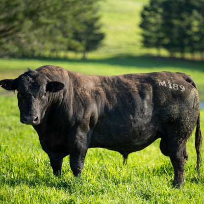 Pasture Raised, Grass Fed & Finished Angus Beef